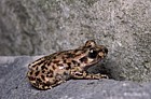Alytes muletensis Mallorcan midwife toad or Majorcan midwife toad