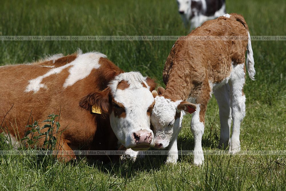 Bos primigenius Cattle in wet grassland