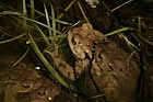 Bufo bufo European Toads  mating with toadspawn