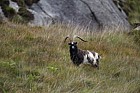 Capra aegagrus hircus Feral goat