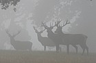 Cervus elaphus Red deer in the mist