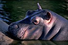 Hippopotamus amphibius Hippopotamus young