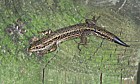 Lacerta vivipara Common or Viviparous lizard
