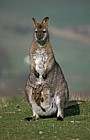 Macropus rufogriseus rufogriseus Bennetts wallaby a smaller form of the closely related Red-necked wallaby
