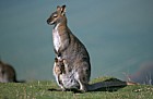 Macropus rufogriseus rufogriseus Bennetts wallaby a smaller form of the closely related Red-necked wallaby