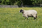Ovis aries Sheep