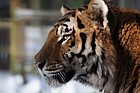 Panthera tigris altaica Siberian Tiger