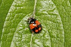 Adalia bipunctata 2-spot Ladybird