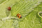 Adalia decempunctata 10-spot Ladybird