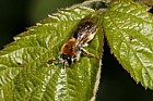 Andrena haemorrhoa mining bee