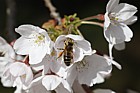 Apis mellifera Honey Bee