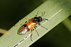 Arge cyanocrocea sawfly