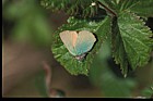 Green hairstreak butterfly Callophrys rubi