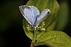 Celastrina argiolus Holly blue female
