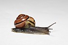 Cepaea nemoralis Banded snail P3