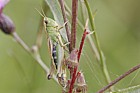 Chorthippus parallelus Meadow Grasshopper