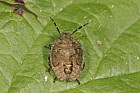 Dolycoris baccarum Hairy shieldbug