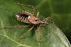 Himacerus apterus Tree Damsel Bug