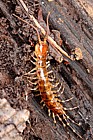 Lithobius variegatus Centipede