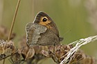 Maniola jurtina Meadow brown butterfly