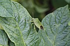 Palomena prasina Green shield bug