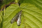 Panorpa germanica scorpionfly