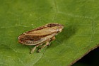 Philaenus spumarius Cuckoo-Spit Insect