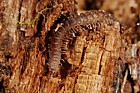 Polydesmus Flat backed millipede