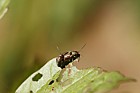 Pyrrhalta viburni Viburnum leaf beetle