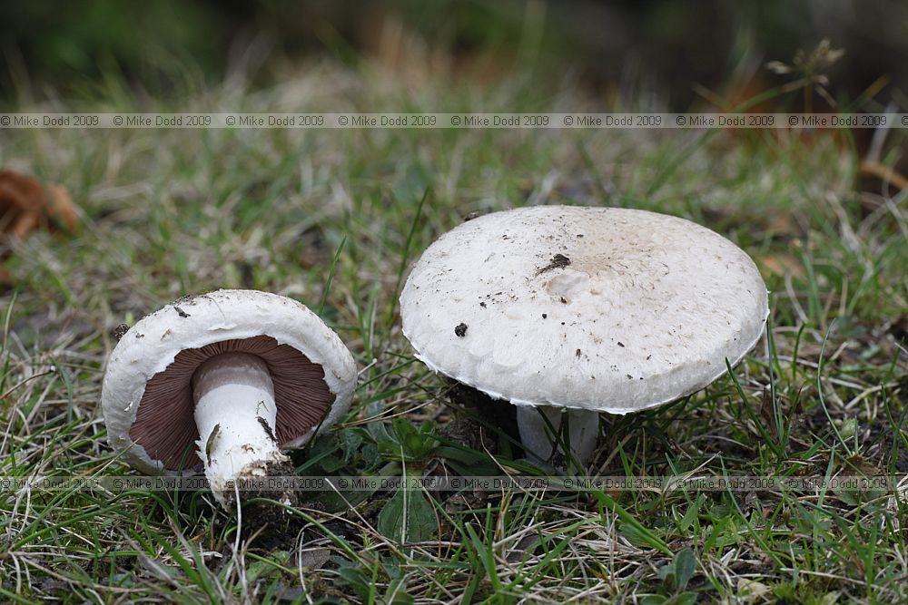 Agaricus bernardii  (?) about 2-8cm across growing in a line beside a minor road in short grass no particular smell