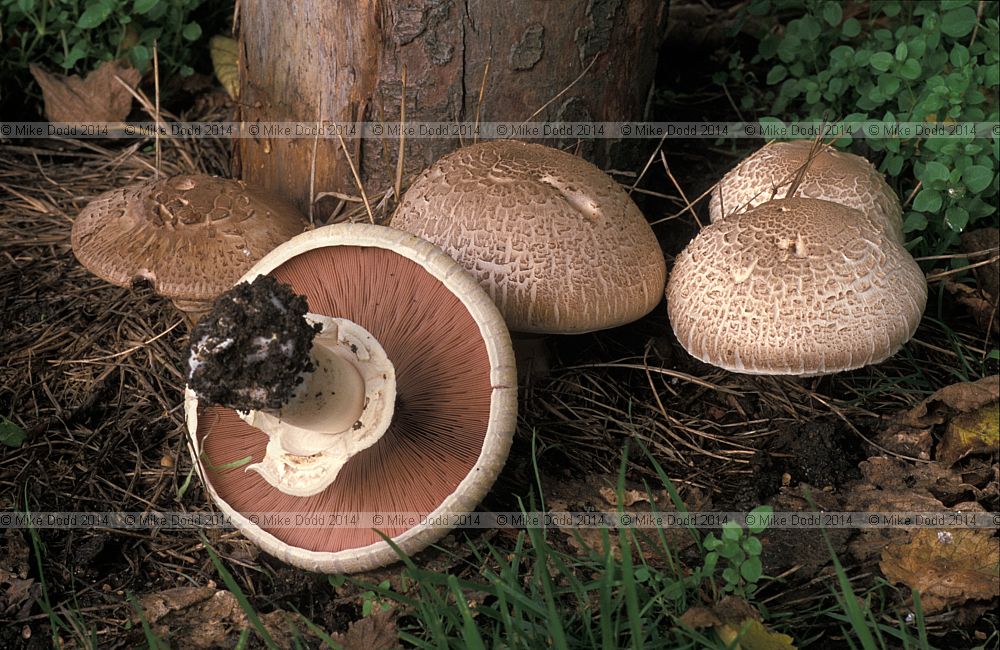 Agaricus langei Scaly wood mushroom