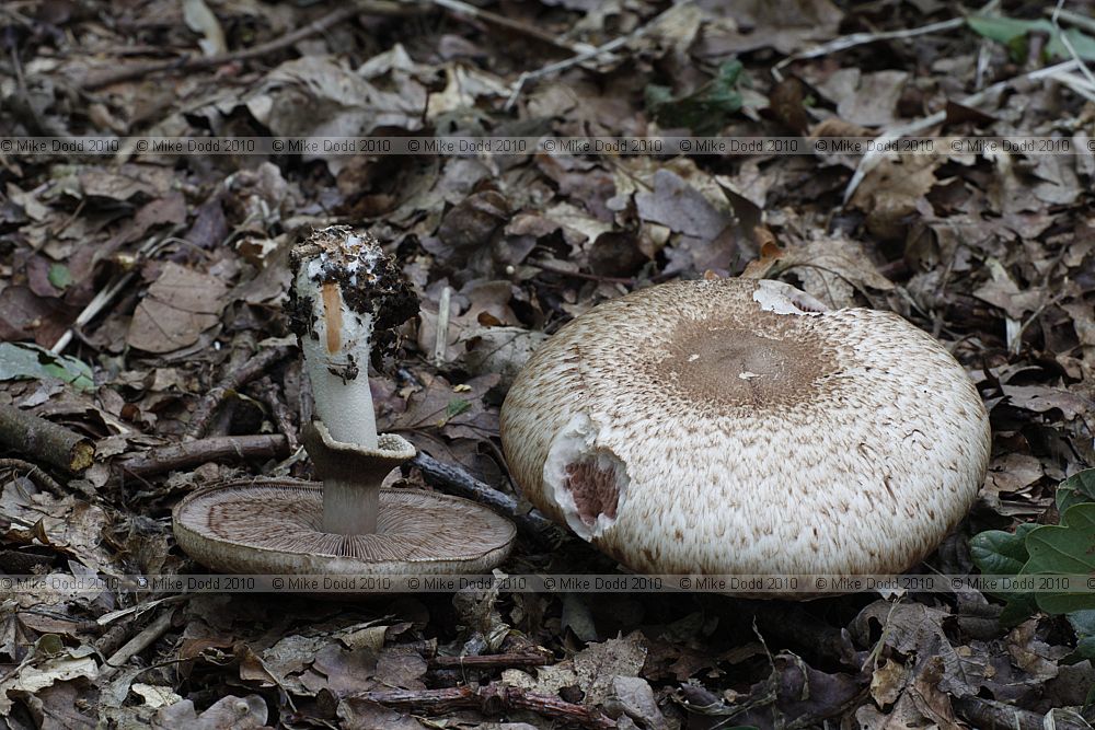Agaricus silvestris Blushing wood mushroom (?) in broadleaved woodland with oaks no distinctive smell