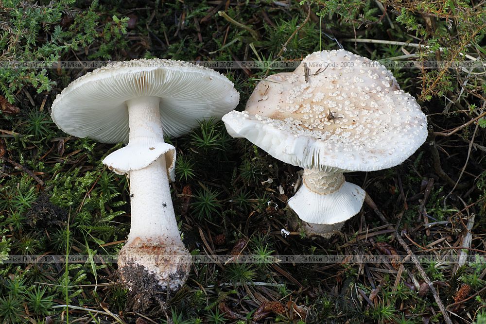 Amanita rubescens (?) The Blusher \nNote a rather unusual white form of this fungus