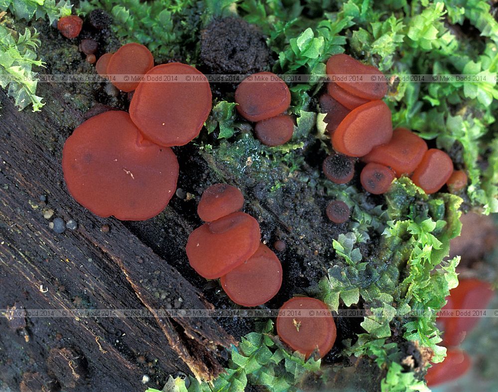 Asocoryne sarcoides Purple jellydisk