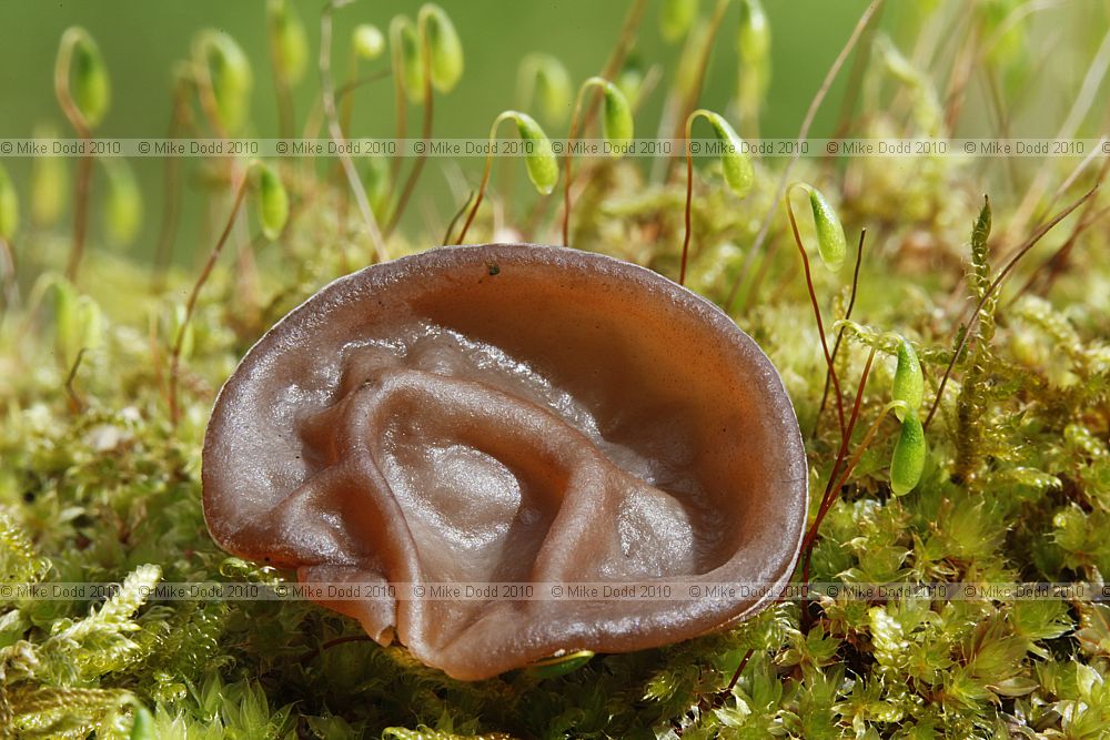 Auricularia auricula-judae jelly ear fungus