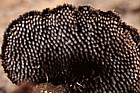 Auriscalpium vulgare Earpick Fungus showing spines under cap
