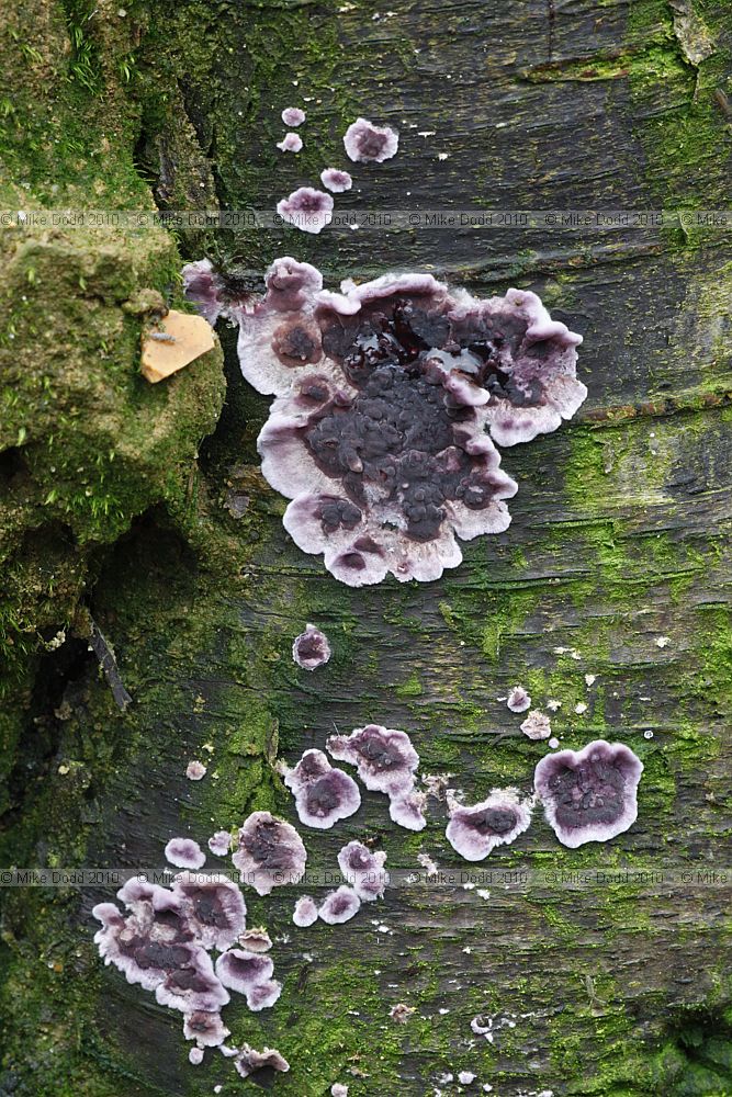 Chondrostereum purpureum Silverleaf Fungus