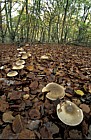 Clitocybe nebularis Clouded Agaric
