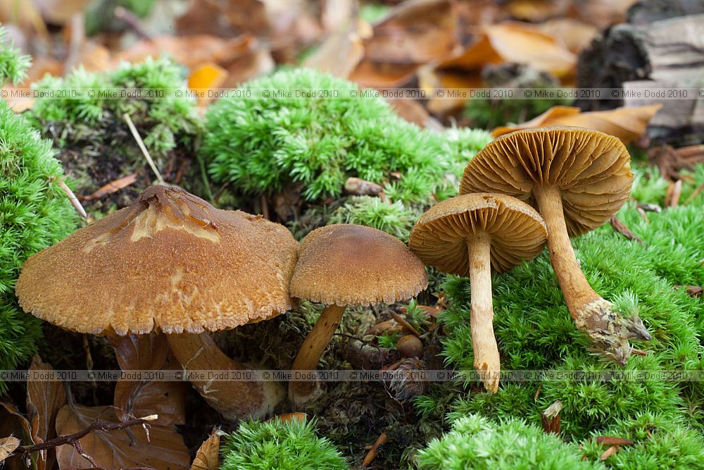 Cortinarius possibly in group with C. speciosissimus Deadly webcap