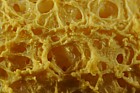 Fuligo septica Slime mould close-up