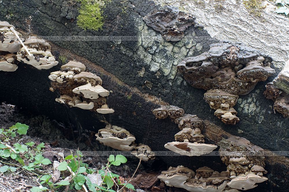Ganoderma applanatum Artist's Bracket with galls caused by Agathomyia wankowiczii Yellow flat-footed fly