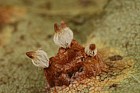 Gymnosporangium sabinae Pear rust