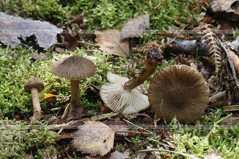 Inocybe lanuginosa (naming of this species problematic, various authors have different names for it)