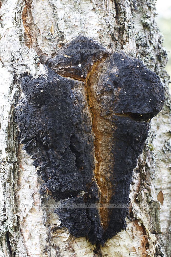 Inonotus obliquus Birch Conk or Chaga or Clinker Polypore fungus with anti tumour and anti viral properties