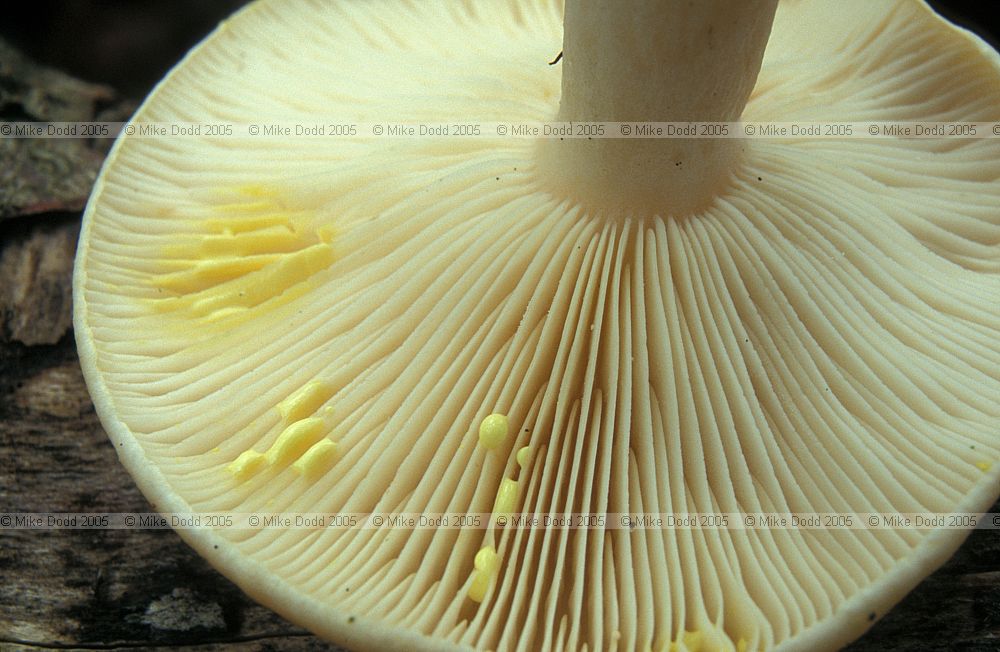 Lactarius chrysorrheus Yellowdrop milkcap