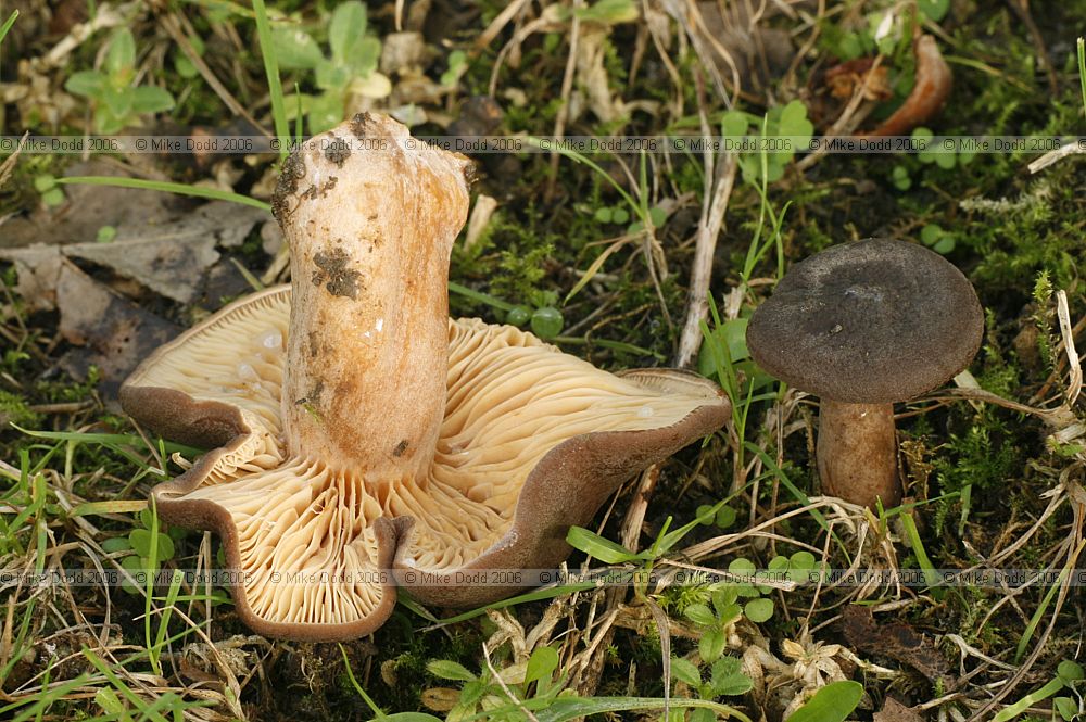 Lactarius fuliginosus Sooty milkcap