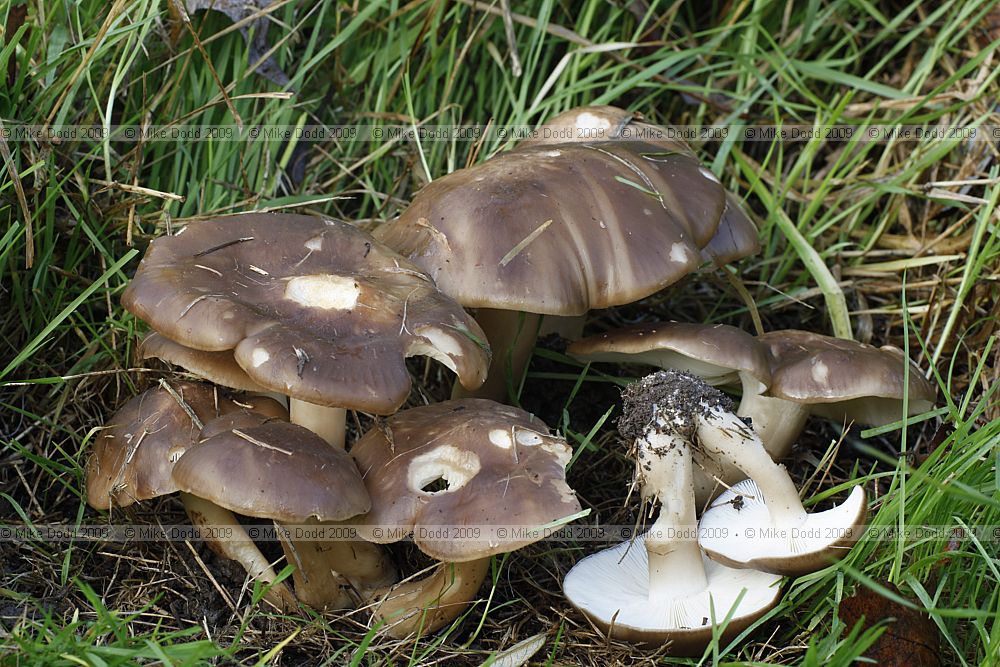 Lyophyllum decastes Chicken Mushroom or Clustered Domecap