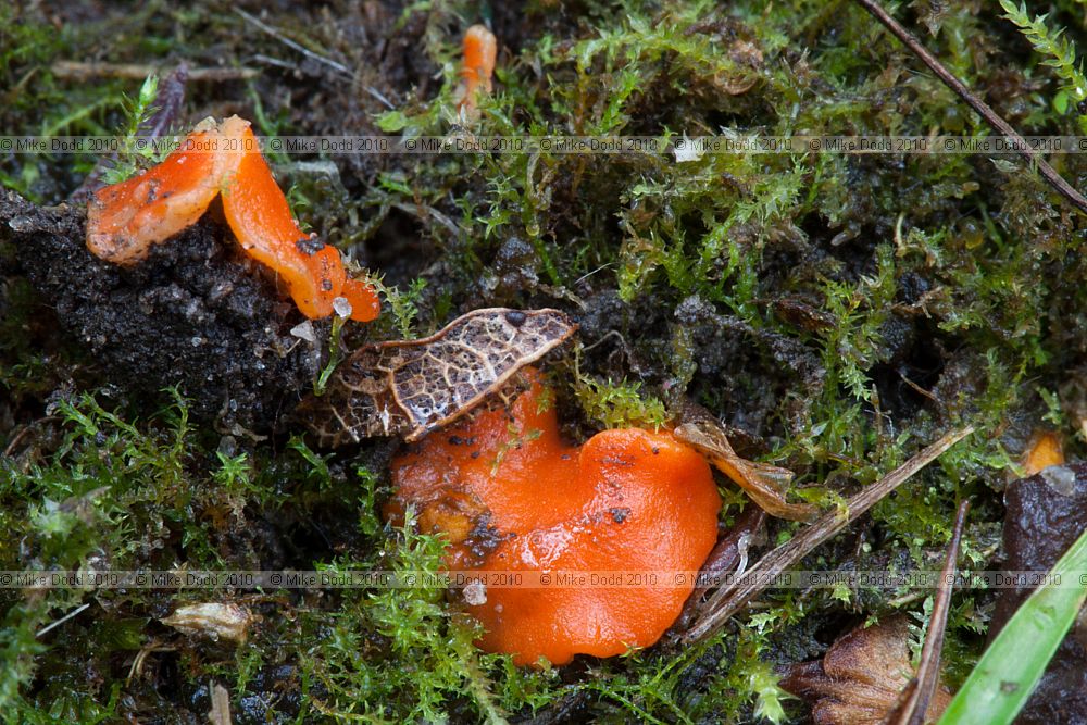 Melastiza cornubiensis Orange Cup (?)