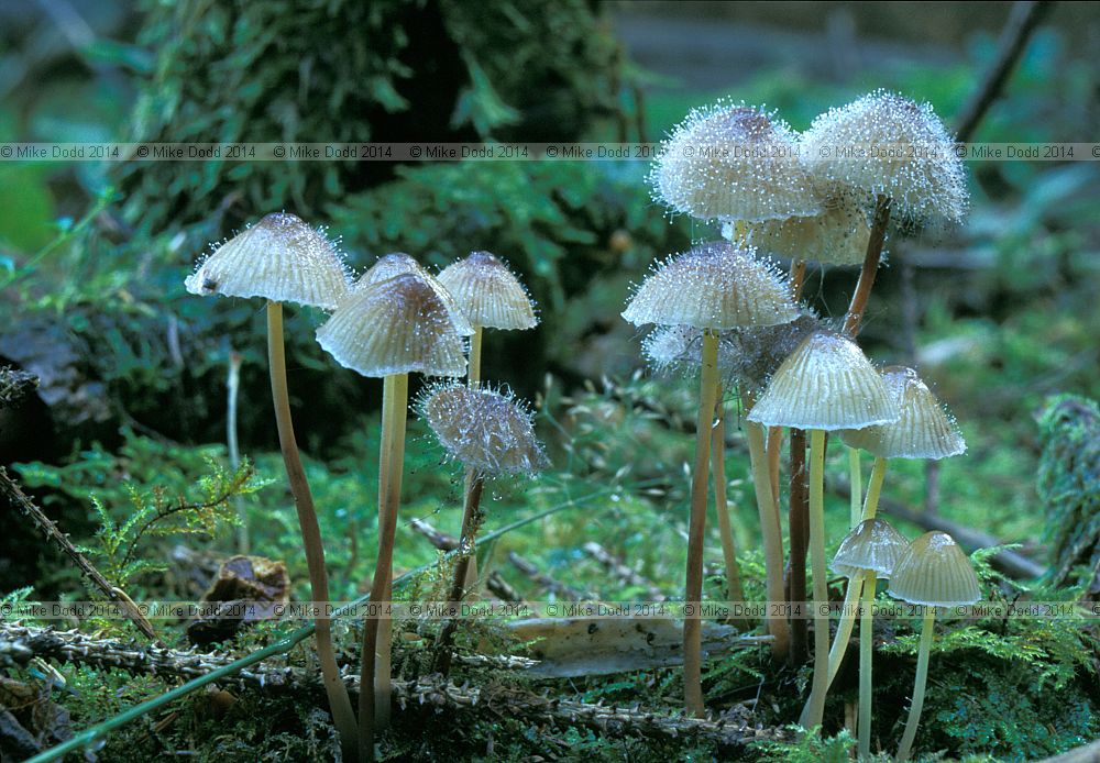 Mycena infected by Mucor