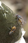Phallus impudicus Stinkhorn with flies